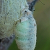 Sodinis šepetinukas - Orgyia antiqua, ♀ | Fotografijos autorius : Gintautas Steiblys | © Macrogamta.lt | Šis tinklapis priklauso bendruomenei kuri domisi makro fotografija ir fotografuoja gyvąjį makro pasaulį.