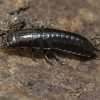 Sodinis puošniažygis - Carabus hortensis (lerva) | Fotografijos autorius : Kazimieras Martinaitis | © Macrogamta.lt | Šis tinklapis priklauso bendruomenei kuri domisi makro fotografija ir fotografuoja gyvąjį makro pasaulį.