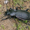 Sodinis puošniažygis - Carabus hortensis | Fotografijos autorius : Gintautas Steiblys | © Macrogamta.lt | Šis tinklapis priklauso bendruomenei kuri domisi makro fotografija ir fotografuoja gyvąjį makro pasaulį.