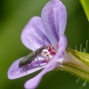 Soft-winged flower beetle - Dasytes plumbeus | Fotografijos autorius : Kazimieras Martinaitis | © Macrogamta.lt | Šis tinklapis priklauso bendruomenei kuri domisi makro fotografija ir fotografuoja gyvąjį makro pasaulį.