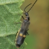 Minkštavabalis - Malthodes sp. | Fotografijos autorius : Gintautas Steiblys | © Macronature.eu | Macro photography web site