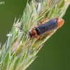 Soldier beetle - Cantharis flavilabris  | Fotografijos autorius : Darius Baužys | © Macronature.eu | Macro photography web site