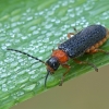 Soldier beetle - Cantharis flavilabris | Fotografijos autorius : Gintautas Steiblys | © Macronature.eu | Macro photography web site