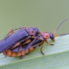 Soldier beetle - Cantharis flavilabris | Fotografijos autorius : Darius Baužys | © Macronature.eu | Macro photography web site