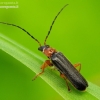 Soldier beetle - Cantharis flavilabris | Fotografijos autorius : Romas Ferenca | © Macronature.eu | Macro photography web site