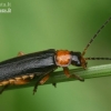 Soldier beetle - Cantharis flavilabris | Fotografijos autorius : Gintautas Steiblys | © Macronature.eu | Macro photography web site