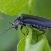 Soldier beetle - Cantharis obscura | Fotografijos autorius : Žilvinas Pūtys | © Macronature.eu | Macro photography web site