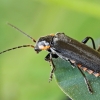 Soldier beetle - Cantharis obscura | Fotografijos autorius : Gintautas Steiblys | © Macronature.eu | Macro photography web site