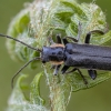Soldier beetle - Cantharis obscura | Fotografijos autorius : Žilvinas Pūtys | © Macronature.eu | Macro photography web site