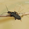 Soldier beetle - Cantharis obscura | Fotografijos autorius : Romas Ferenca | © Macronature.eu | Macro photography web site