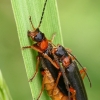 Soldier beetles - Cantharis flavilabris | Fotografijos autorius : Gintautas Steiblys | © Macronature.eu | Macro photography web site