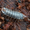 Soldier fly - Zabrachia sp., larva | Fotografijos autorius : Kazimieras Martinaitis | © Macronature.eu | Macro photography web site