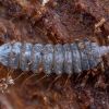Soldier fly - Zabrachia sp., larva | Fotografijos autorius : Žilvinas Pūtys | © Macronature.eu | Macro photography web site