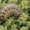 Somabrachys sp., caterpillar | Fotografijos autorius : Gintautas Steiblys | © Macronature.eu | Macro photography web site