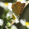 Tamsusis auksinukas - Lycaena tityrus | Fotografijos autorius : Vidas Brazauskas | © Macronature.eu | Macro photography web site