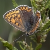 Sooty copper - Lycaena tityrus ♀ | Fotografijos autorius : Žilvinas Pūtys | © Macronature.eu | Macro photography web site