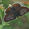 Tamsusis auksinukas - Lycaena tityrus  | Fotografijos autorius : Gintautas Steiblys | © Macronature.eu | Macro photography web site