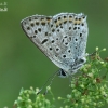 Sooty copper - Lycaena tityrus  | Fotografijos autorius : Gintautas Steiblys | © Macronature.eu | Macro photography web site