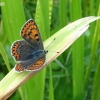 Sooty copper - Lycaena tityrus, female | Fotografijos autorius : Giedrius Švitra | © Macronature.eu | Macro photography web site