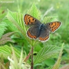 Sooty copper - Lycaena tityrus, female | Fotografijos autorius : Giedrius Švitra | © Macronature.eu | Macro photography web site