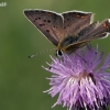 Sooty copper - Lycaena tityrus | Fotografijos autorius : Gintautas Steiblys | © Macronature.eu | Macro photography web site