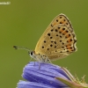 Sooty copper - Lycaena tityrus | Fotografijos autorius : Aivaras Markauskas | © Macronature.eu | Macro photography web site