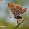 Sooty copper - Lycaena tityrus | Fotografijos autorius : Darius Baužys | © Macronature.eu | Macro photography web site