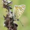 Sooty copper - Lycaena tityrus | Fotografijos autorius : Lukas Jonaitis | © Macronature.eu | Macro photography web site