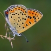 Tamsusis auksinukas - Lycaena tityrus | Fotografijos autorius : Gintautas Steiblys | © Macronature.eu | Macro photography web site