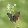 Sooty copper - Lycaena tityrus | Fotografijos autorius : Vidas Brazauskas | © Macronature.eu | Macro photography web site