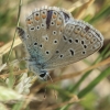 Melsvys - Polyommatus celina | Fotografijos autorius : Gintautas Steiblys | © Macronature.eu | Macro photography web site