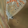 Southern Blue - Polyommatus celina | Fotografijos autorius : Gintautas Steiblys | © Macronature.eu | Macro photography web site