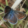 Southern Blue - Polyommatus celina | Fotografijos autorius : Gintautas Steiblys | © Macronature.eu | Macro photography web site