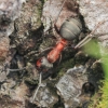 Southern Red Wood Ant - Formica rufa | Fotografijos autorius : Gintautas Steiblys | © Macronature.eu | Macro photography web site