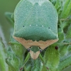 Southern green shield bug - Nezara viridula f. torquata | Fotografijos autorius : Gintautas Steiblys | © Macronature.eu | Macro photography web site