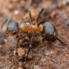 Rudoji miško skruzdėlė - Formica rufa | Fotografijos autorius : Žilvinas Pūtys | © Macronature.eu | Macro photography web site