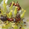 Rudosios miško skruzdėlės - Formica rufa | Fotografijos autorius : Gintautas Steiblys | © Macronature.eu | Macro photography web site