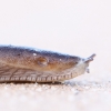 Spanish Slug - Arion vulgaris | Fotografijos autorius : Agnė Našlėnienė | © Macronature.eu | Macro photography web site