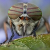 Sparva - Hybomitra bimaculata ♀ | Fotografijos autorius : Žilvinas Pūtys | © Macrogamta.lt | Šis tinklapis priklauso bendruomenei kuri domisi makro fotografija ir fotografuoja gyvąjį makro pasaulį.
