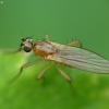Spear-winged Fly - Lonchoptera sp. | Fotografijos autorius : Vidas Brazauskas | © Macronature.eu | Macro photography web site