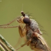 Spear-winged fly - Lonchoptera sp. | Fotografijos autorius : Vidas Brazauskas | © Macronature.eu | Macro photography web site