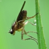 Spear-winged fly - Lonchoptera sp. | Fotografijos autorius : Vidas Brazauskas | © Macronature.eu | Macro photography web site