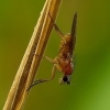 Spear-winged fly - Lonchoptera sp. | Fotografijos autorius : Romas Ferenca | © Macronature.eu | Macro photography web site