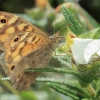 Speckled Wood - Pararge aegeria | Fotografijos autorius : Gintautas Steiblys | © Macronature.eu | Macro photography web site