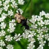Speckled longhorn beetle - Pachytodes cerambyciformis (Schrank, 1781) | Fotografijos autorius : Vitalii Alekseev | © Macronature.eu | Macro photography web site