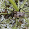 Speckled longhorn beetle - Pachytodes cerambyciformis | Fotografijos autorius : Žilvinas Pūtys | © Macronature.eu | Macro photography web site