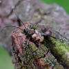 Speckled longhorn beetle - Pachytodes cerambyciformis | Fotografijos autorius : Romas Ferenca | © Macronature.eu | Macro photography web site