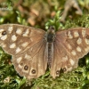 Speckled wood - Pararge aegeria | Fotografijos autorius : Deividas Makavičius | © Macronature.eu | Macro photography web site