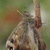 Speckled wood - Pararge aegeria | Fotografijos autorius : Gintautas Steiblys | © Macronature.eu | Macro photography web site