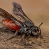 Sphecodes albilabris - Bitė | Fotografijos autorius : Eugenijus Kavaliauskas | © Macrogamta.lt | Šis tinklapis priklauso bendruomenei kuri domisi makro fotografija ir fotografuoja gyvąjį makro pasaulį.